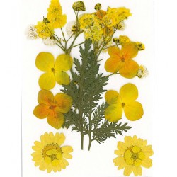 Flores prensadas en seco, Amarillo-Stafil