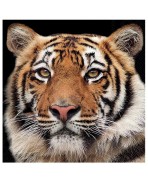 Servilletas 33x33 cm - tigre de Bengala